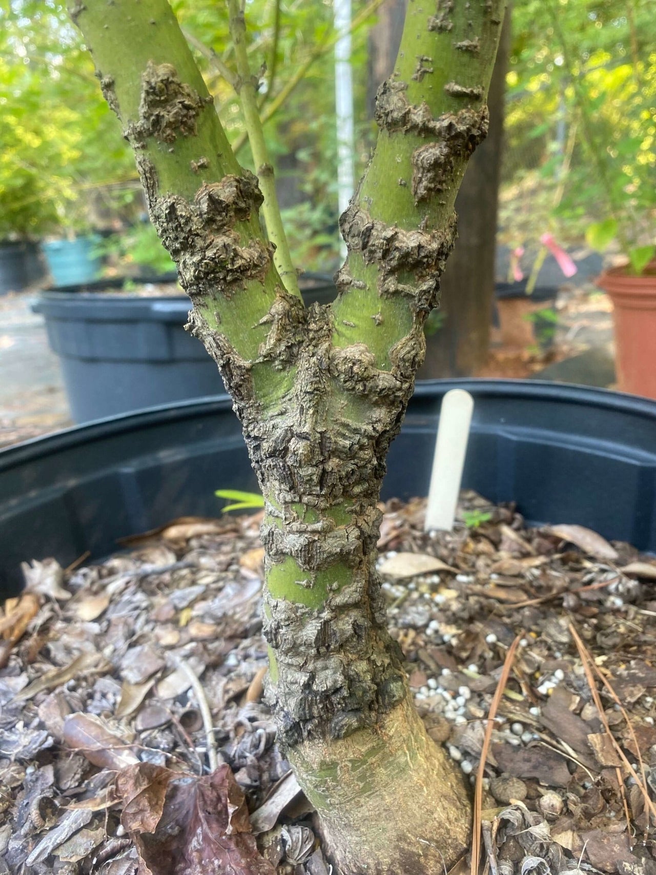 Acer palmatum 'Nishiki gawa' Rough Bark Japanese Maple