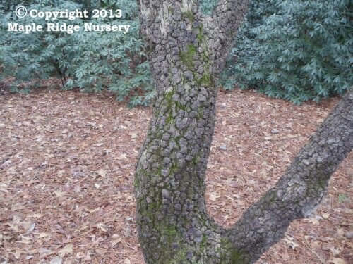 Acer palmatum 'Nishiki Sho' - mapleridgenursery