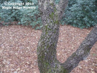 Thumbnail for Acer palmatum 'Nishiki Sho' - mapleridgenursery