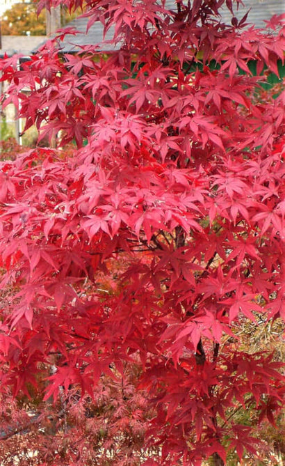 Acer palmatum 'Nuresagi' Red Japanese Maple – Maple Ridge Nursery