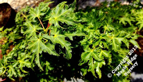 Acer palmatum 'O jishi' - mapleridgenursery