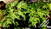 Thumbnail for Acer palmatum 'O jishi' - mapleridgenursery