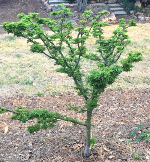 Acer palmatum 'O jishi' - mapleridgenursery