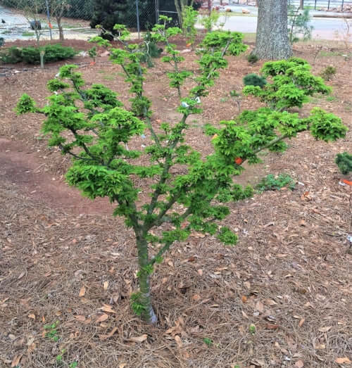 Angry Maple 英語 PSA8 Acer palmatum 'O jishi' Lion's Head Japanese Maple – Maple