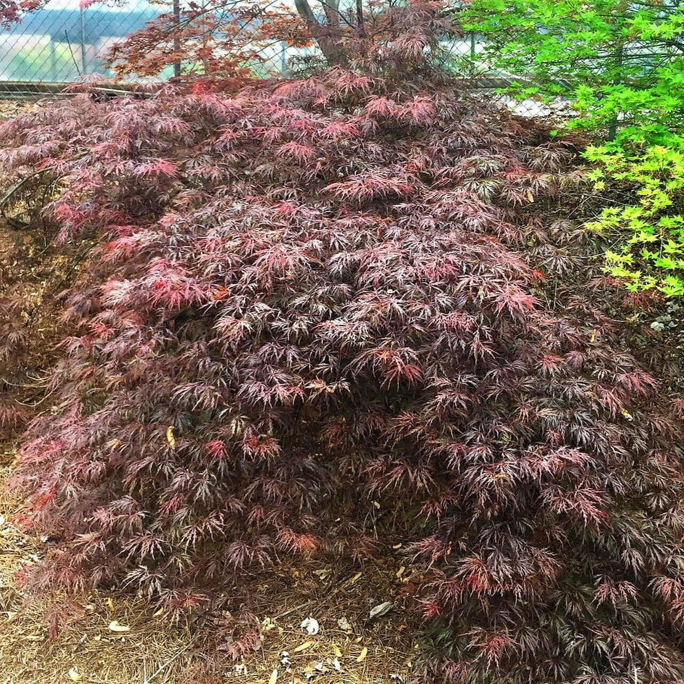 Acer palmatum 'Octopus' Red Dwarf Japanese Maple – Maple Ridge Nursery