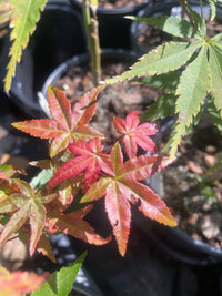 Thumbnail for Acer palmatum 'Oki kasane' - Maple Ridge Nursery
