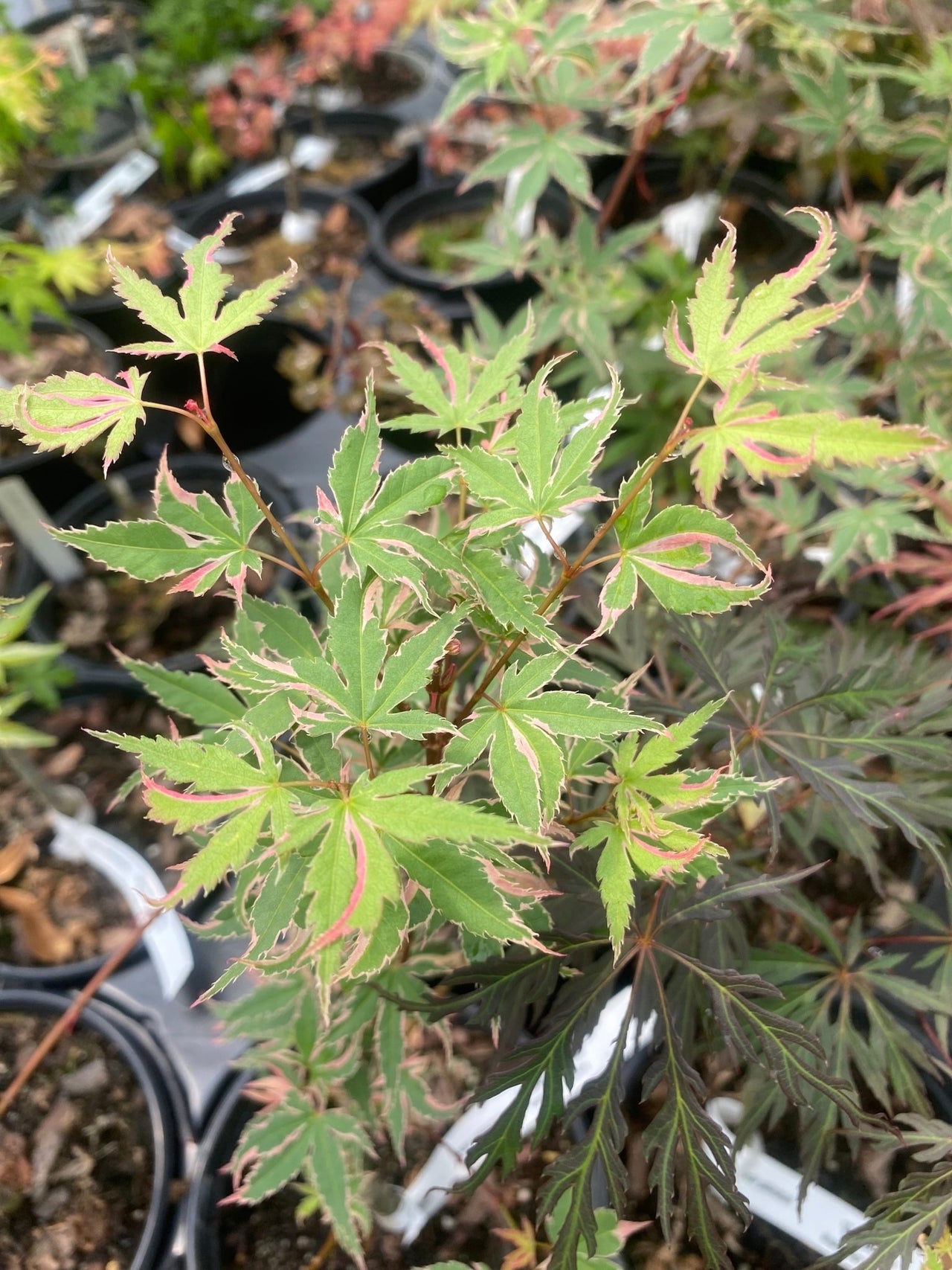 Acer palmatum 'Okukuji nishiki' Variegated Japanese Maple - Maple Ridge Nursery
