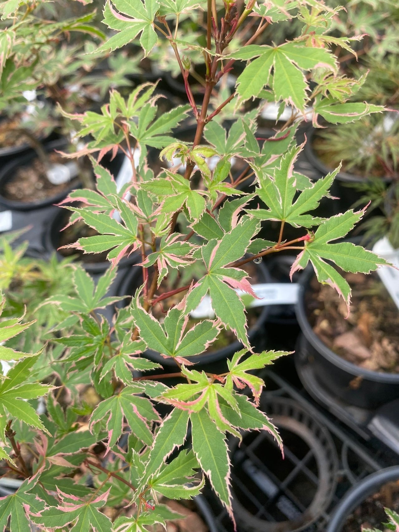 Acer palmatum 'Okukuji nishiki' Variegated Japanese Maple - Maple Ridge Nursery