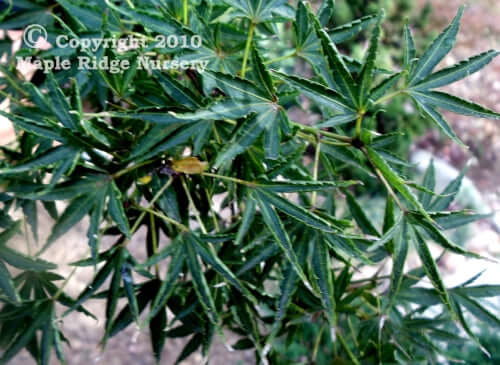 Acer palmatum 'Okushimo' - mapleridgenursery