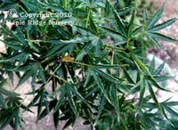 Thumbnail for Acer palmatum 'Okushimo' - mapleridgenursery