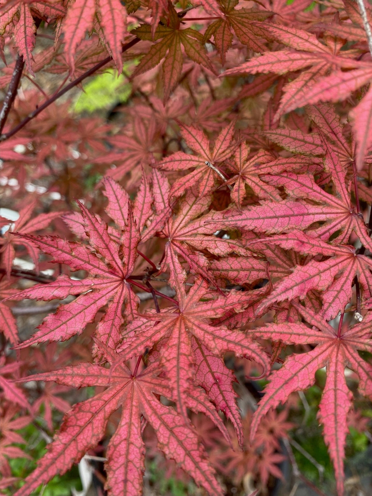 Acer palmatum 'Olsen's Frosted Strawberry' Reticulated Japanese Maple - Maple Ridge Nursery