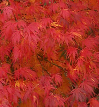 Thumbnail for Acer palmatum 'Omure yama' - mapleridgenursery