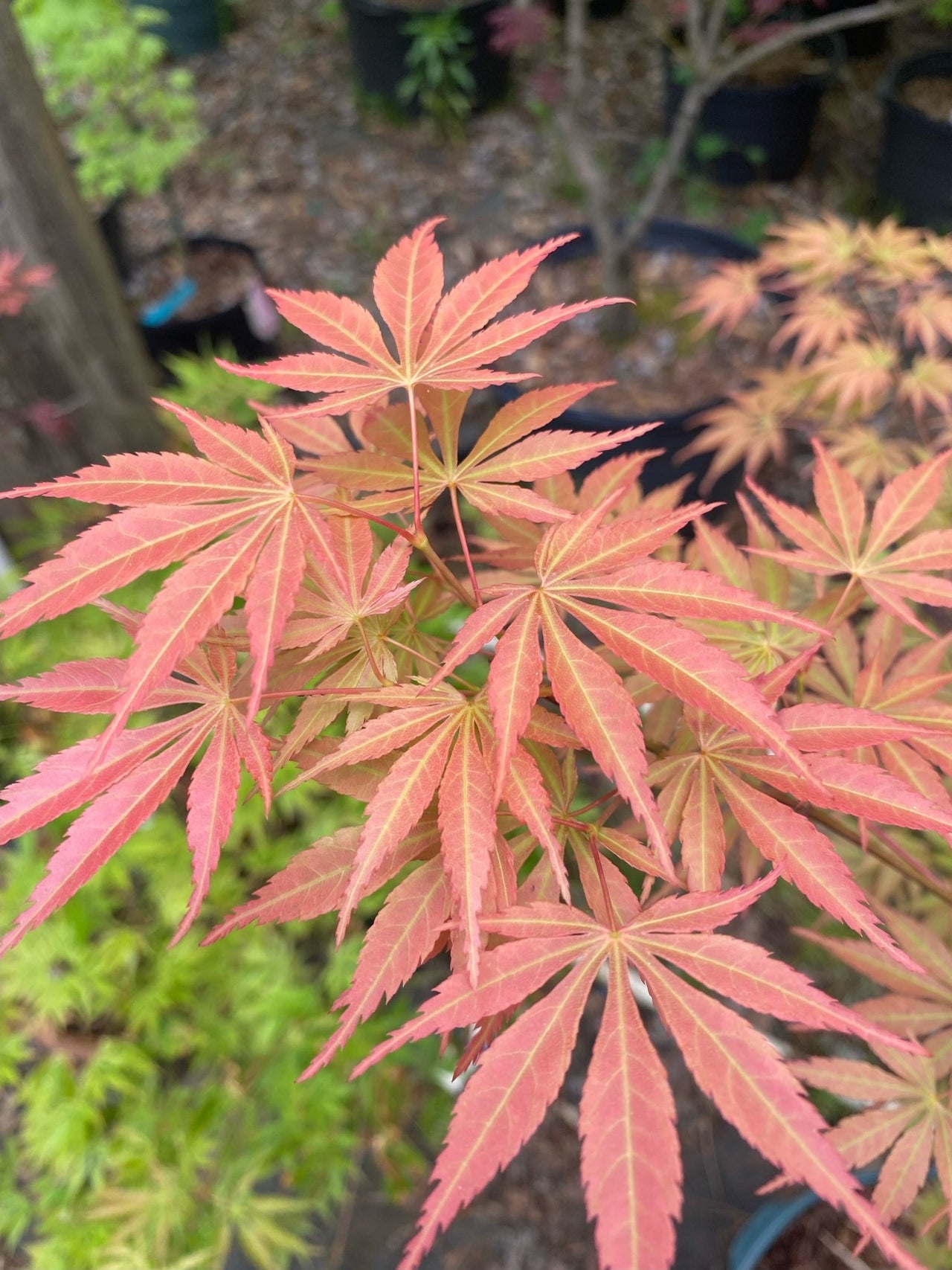 Acer palmatum 'Orange Flame' Fall Color Japanese Maple - Maple Ridge Nursery