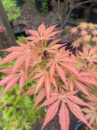 Thumbnail for Acer palmatum 'Orange Flame' Fall Color Japanese Maple - Maple Ridge Nursery