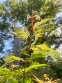 Thumbnail for Acer palmatum 'Orange Hagoromo' - mapleridgenursery