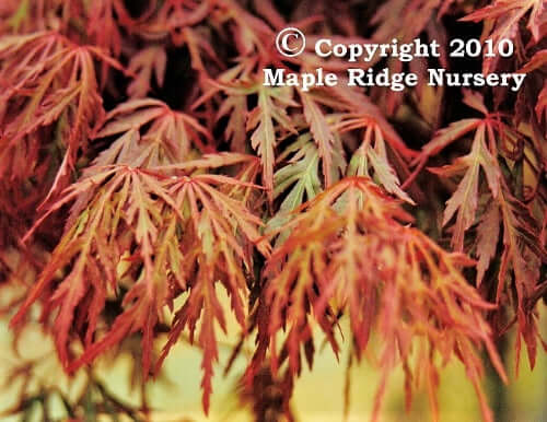 Acer palmatum 'Orangeola' Red Dwarf Japanese Maple – Maple Ridge Nursery