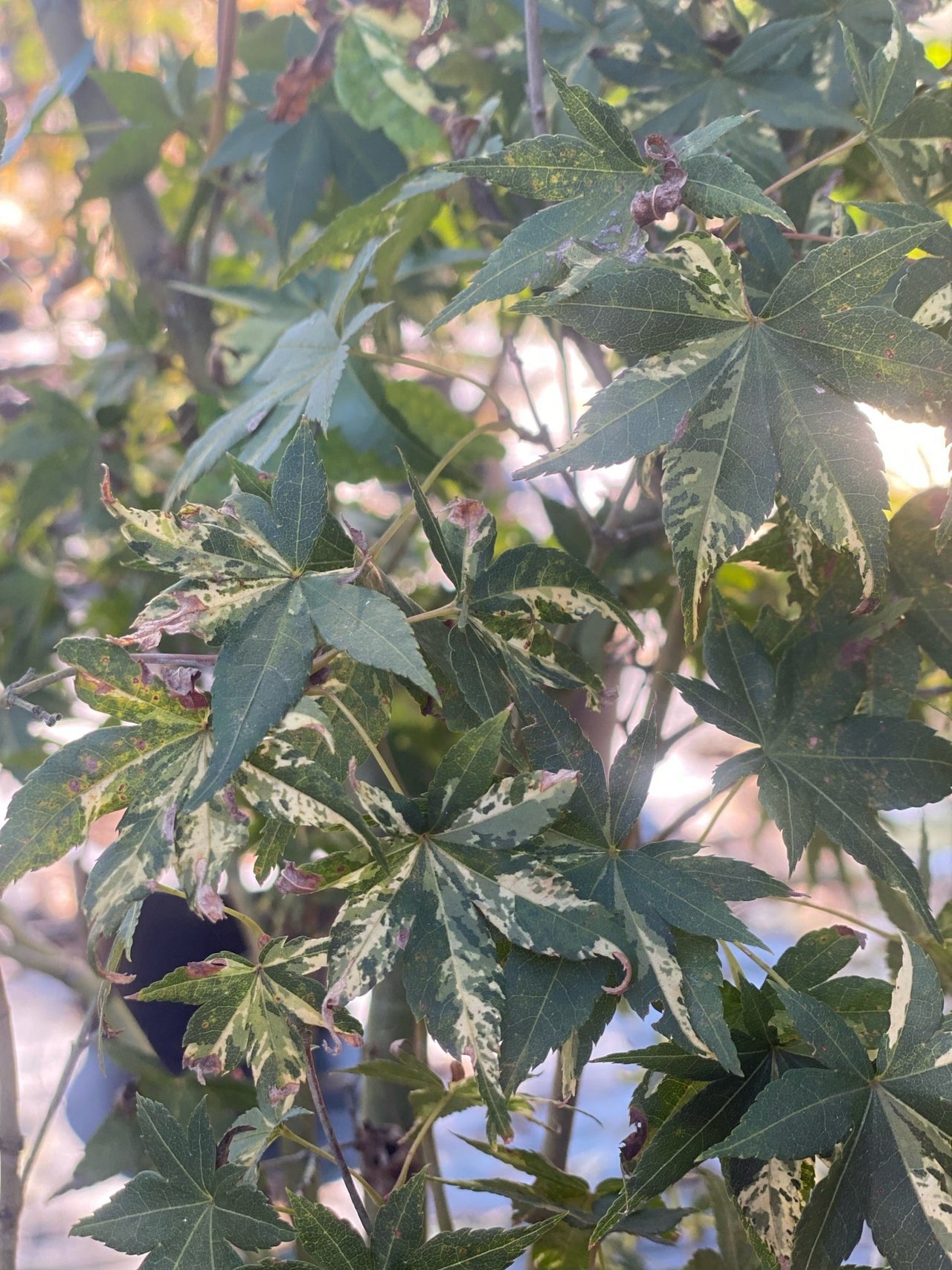 Acer palmatum 'Oridino nishiki' - Maple Ridge Nursery