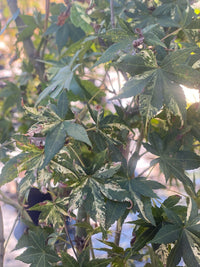 Thumbnail for Acer palmatum 'Oridino nishiki' - Maple Ridge Nursery