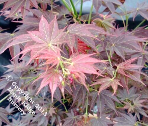 Buy Acer palmatum 'Oshu Shidare' Dark Red Japanese Maple – Maple Ridge ...