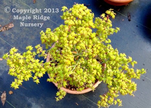 Acer palmatum 'Oto hime' - Maple Ridge Nursery