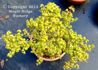 Thumbnail for Acer palmatum 'Oto hime' - Maple Ridge Nursery