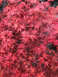 Thumbnail for Acer palmatum 'Otome zakura' - mapleridgenursery