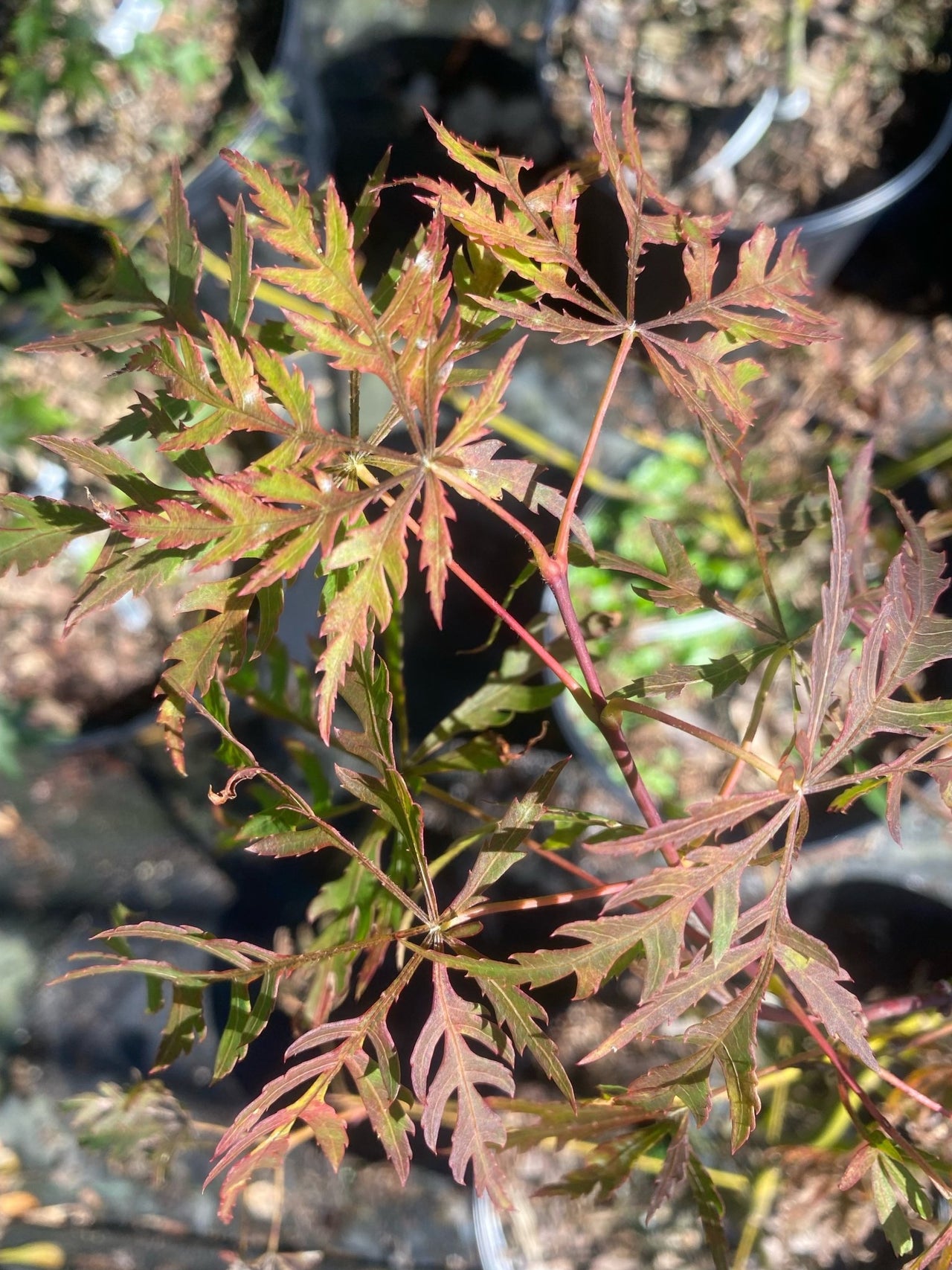 Acer palmatum 'Paisleigh' - Maple Ridge Nursery