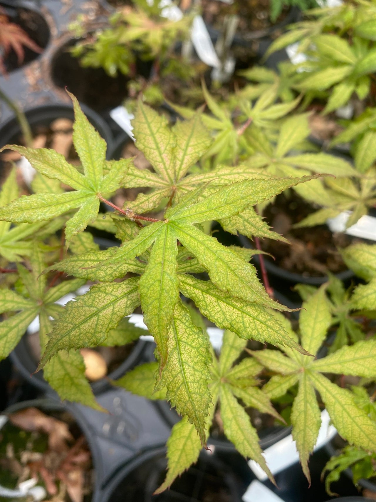 Acer palmatum 'Pastel' Reticulated Japanese Maple - Maple Ridge Nursery