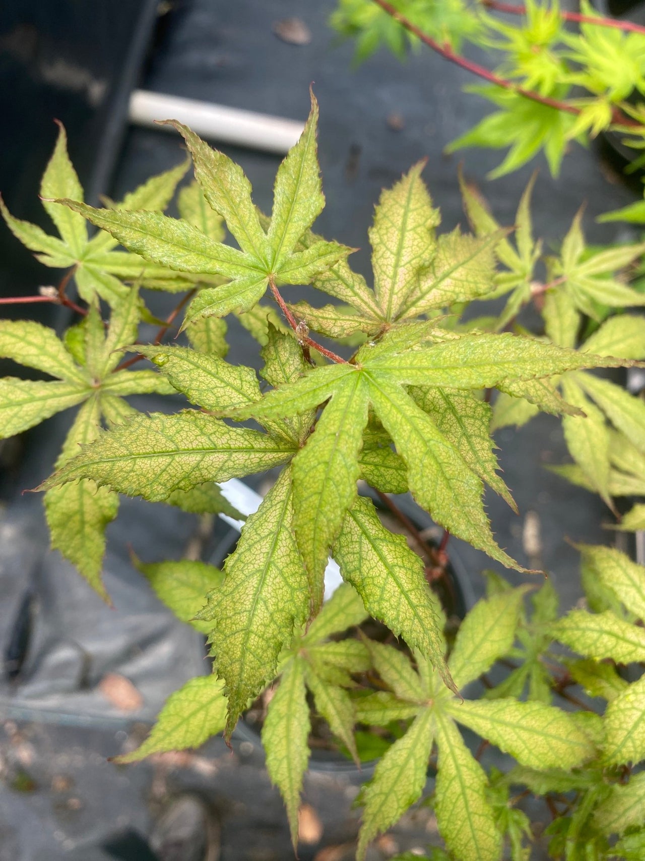 Acer palmatum 'Pastel' Reticulated Japanese Maple - Maple Ridge Nursery