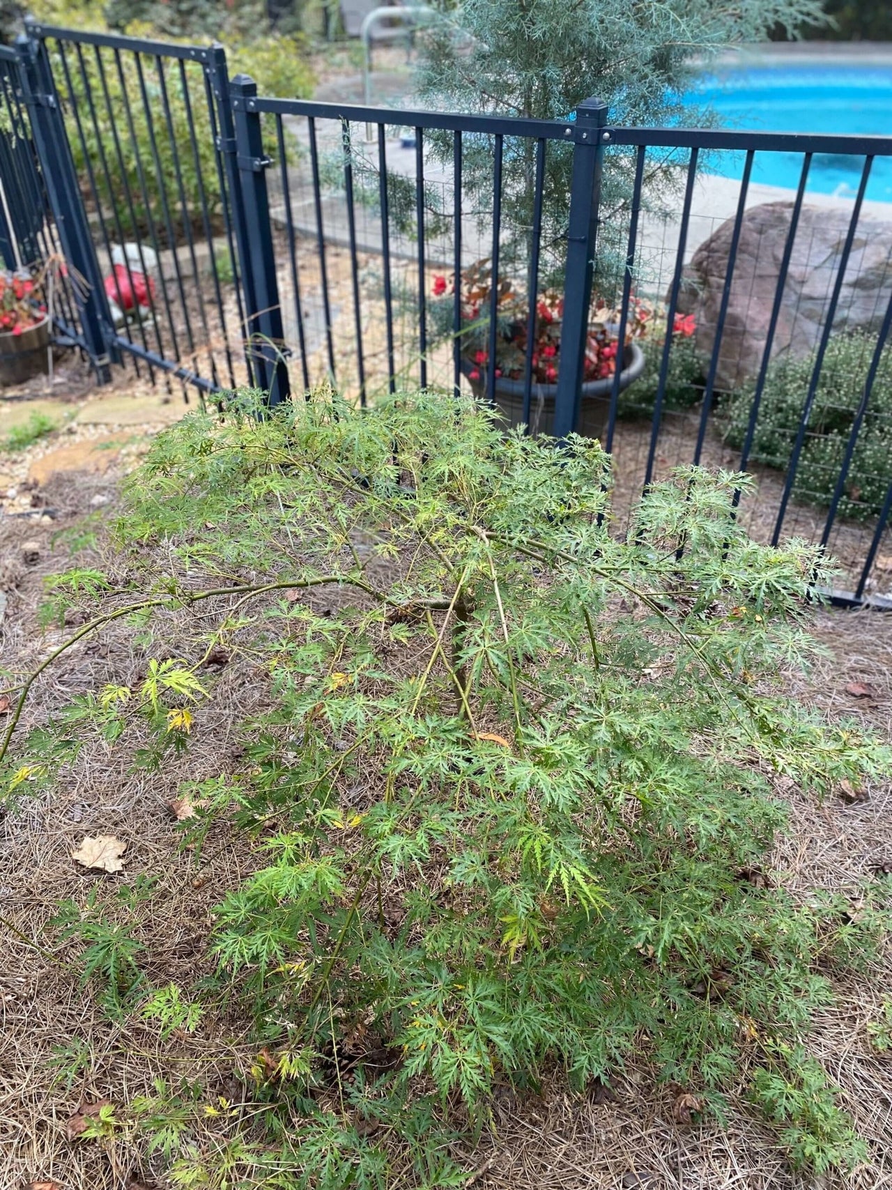 Acer palmatum 'Pendula Angustilobum' - mapleridgenursery