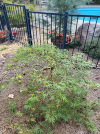 Thumbnail for Acer palmatum 'Pendula Angustilobum' - mapleridgenursery
