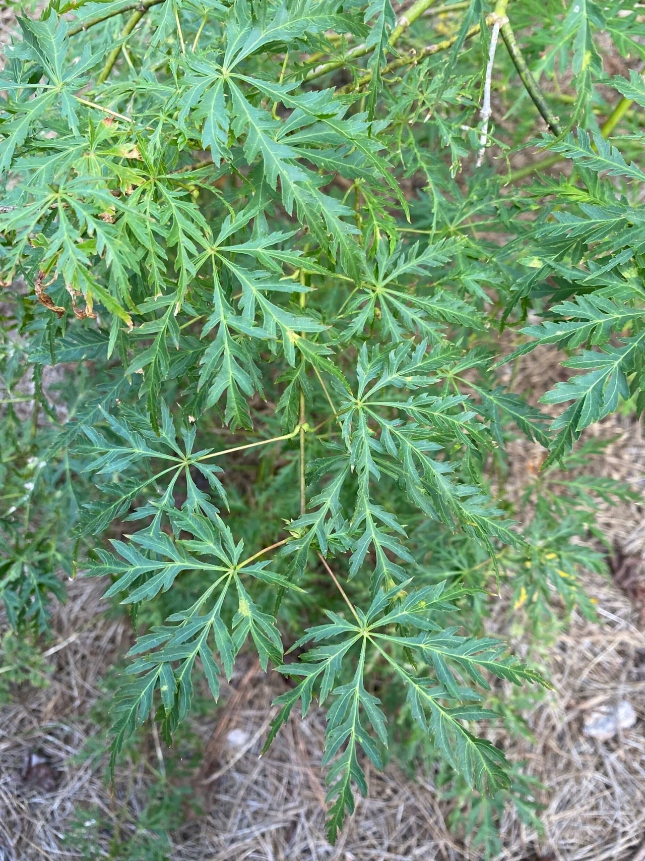 Acer palmatum 'Pendula Angustilobum' - mapleridgenursery