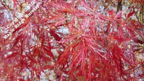 Acer palmatum 'Pendula Julian' Weeping Japanese Maple - Maple Ridge Nursery