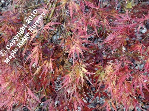 Acer palmatum 'Pendula Julian' Weeping Japanese Maple - Maple Ridge Nursery