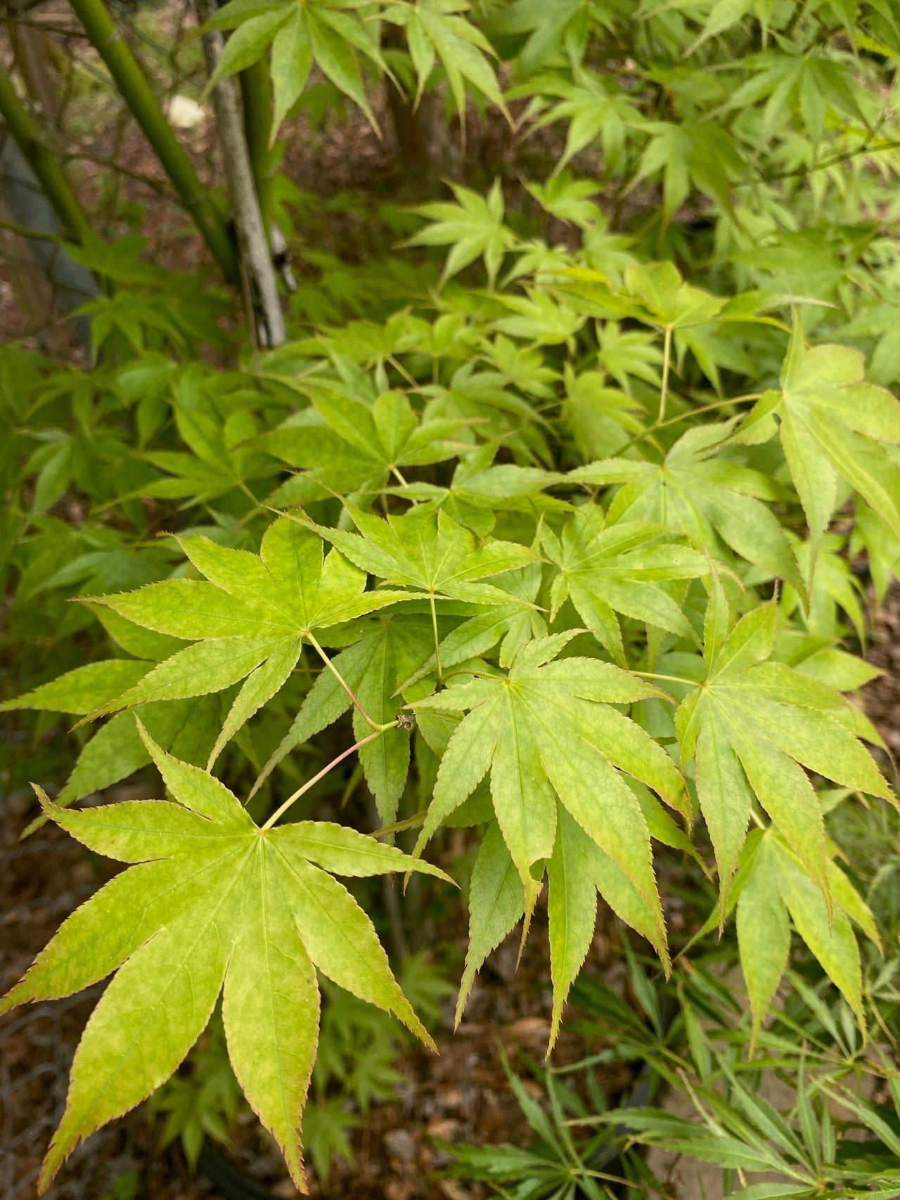 Acer palmatum ‘Peridot Flame’ - Maple Ridge Nursery