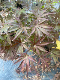 Thumbnail for Acer palmatum 'Peve Dave' - mapleridgenursery