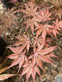Thumbnail for Acer palmatum 'Peve Dave' Red Japanese Maple - Maple Ridge Nursery