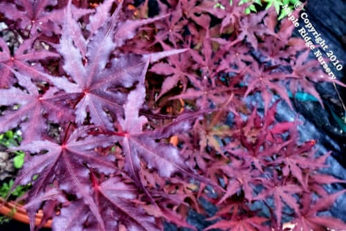 Acer palmatum 'Purple Ghost' - mapleridgenursery