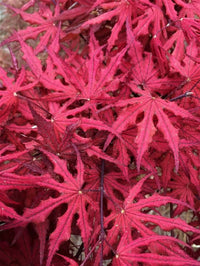 Thumbnail for Acer palmatum 'Purple Ghost' - mapleridgenursery