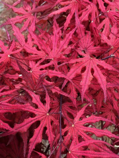 japanese purple ghost maple tree bonsai Acer palmatum 'Purple Ghost' Reticulated Japanese Maple – Maple Ridge Nursery