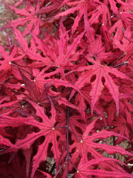 Acer palmatum 'Purple Ghost'