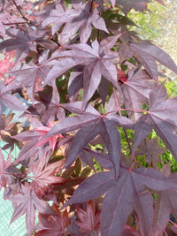 Thumbnail for Acer palmatum 'Red Baron' Red Japanese Maple - Maple Ridge Nursery