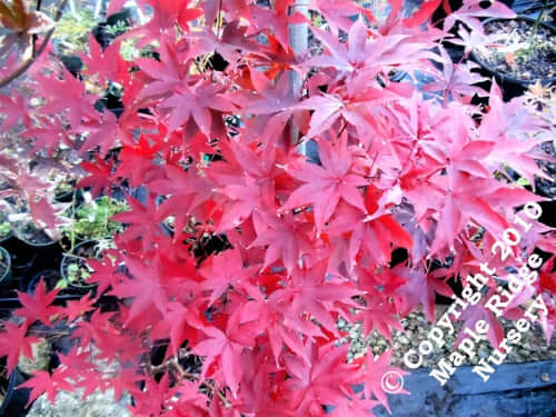 Acer palmatum 'Red Emperor' - mapleridgenursery