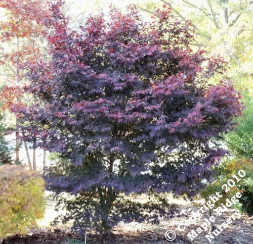 Acer palmatum 'Red Emperor' - mapleridgenursery