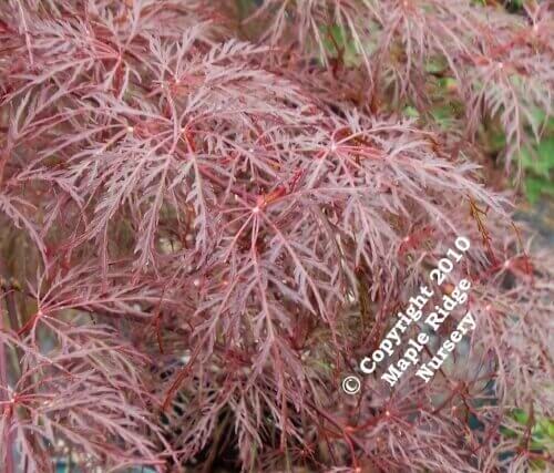 Acer palmatum 'Red Feathers' - mapleridgenursery
