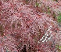 Thumbnail for Acer palmatum 'Red Feathers' - mapleridgenursery