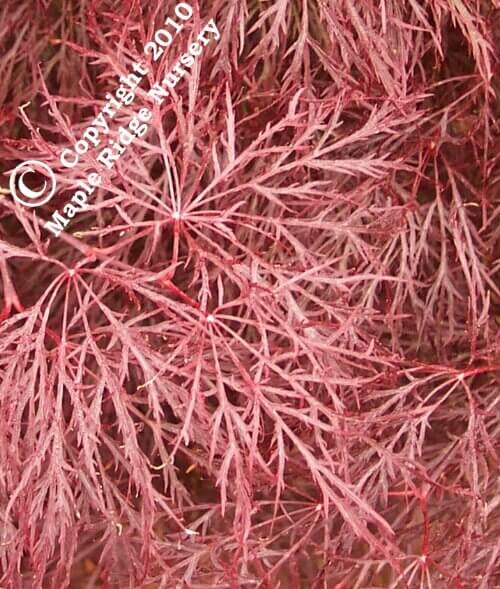 Acer palmatum 'Red Filigree Lace' - mapleridgenursery