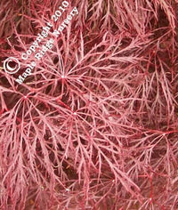 Thumbnail for Acer palmatum 'Red Filigree Lace' - mapleridgenursery