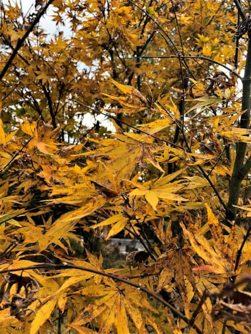 Acer palmatum 'Red Pygmy' - mapleridgenursery
