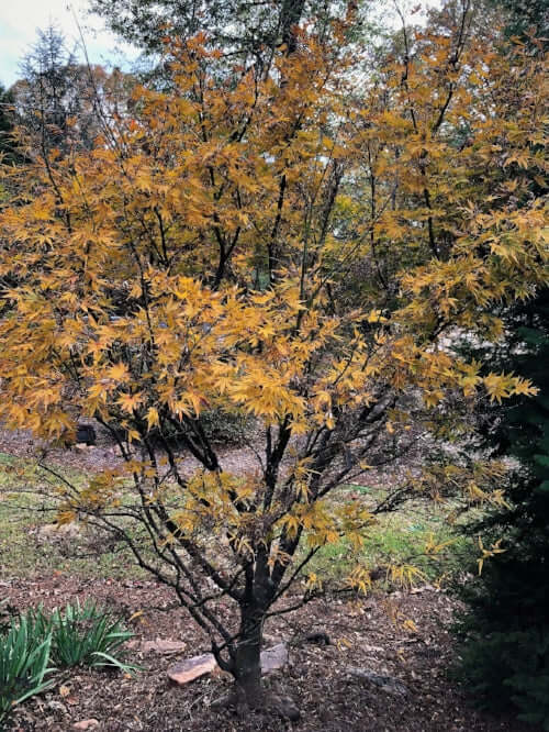 Acer palmatum 'Red Pygmy' - mapleridgenursery